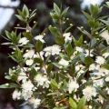 Μυρτιά, ένα σημαντικό ενδημικό φυτό της Εύβοιας