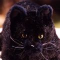 Μαύρες γάτες: Γιατί τις 
