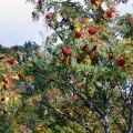 Ας γνωρίσουμε το Sumac
