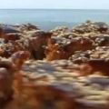 Νηστίσιμη Λωλή