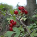 Κράταιγος (Crataegus oxyacantha L.)