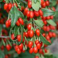 Goji Berry - Ένα Super Food