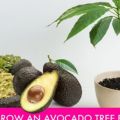 Πώς να καλλιεργήσετε δέντρο αβοκάντο από[...]