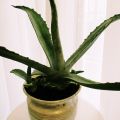 Αλόη βέρα (Aloe Vera) στη γλάστρα μας (χρήση[...]