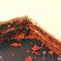 Το νοστιμότερο Carrot Cake συνταγή από Elenitaaa