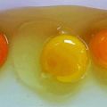 ΠΡΟΣΟΧΗ με τα αυγά. Αυτοί οι κρόκοι σας[...]