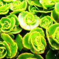 παχύφυτα, η εύκολη λύση • succulents, the easy[...]