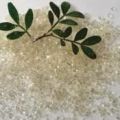 Μαστίχα η αρωματική & ένα scrub προσώπου!