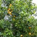 Βόλτα στον κήπο και λεμονάδα σπιτική
