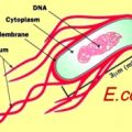 Εντεροαιμορραγικό Escherichia coli: άλλο ένα[...]