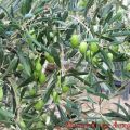 Πράσινες ελιές τύπου Αμφίσσης και πιπεριές[...]