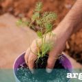 Συμβουλές για άνηθο σε γλάστρα. Του Κώστα[...]