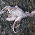 Τα χταπόδια...του πατέρα!!