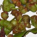 ΣΟΥΠΑ ΒΕΛΟΥΤΕ POTAGE PARMENTIER ♦♦ POTAGE[...]