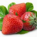 Φράουλες, φρούτο μεγάλης διατροφικής αξίας με[...]