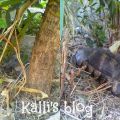 Turtle rescue! ANIMA (Σύλλογος Προστασίας και[...]