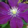 Κληματίς - Κληματίδα - Clematis spp.